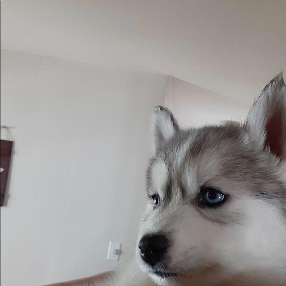 Meet your Posher, Kayla - Picture 1 of 1